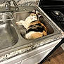 cat, calico_cat, sink, kitchen, faucet, stove, countertop, domestic, pet, relaxed, fur, animal, indoor, curious, calm, household, appliance, floor, cabinet, resting