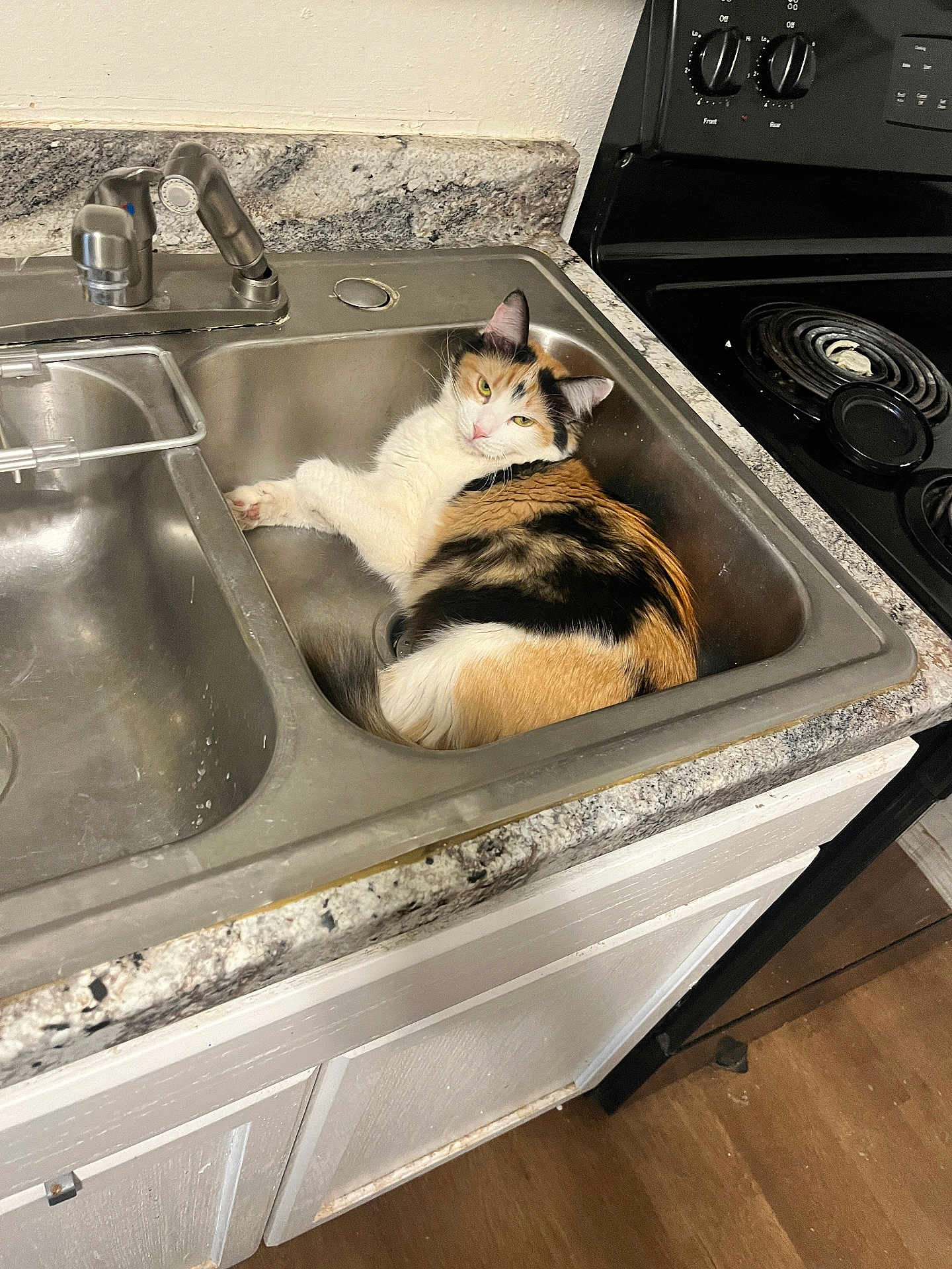 Susie is registered to the contest to win money with this photo: cat, calico_cat, sink, kitchen, faucet, stove, countertop, domestic, pet, relaxed, fur, animal, indoor, curious, calm, household, appliance, floor, cabinet, resting