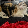 Susie is registered to the contest to win money with this photo: cat, calico_cat, animal, pet, feline, fur, whiskers, indoor, resting, lying_down, red_blanket, black_surface, close_up, domestic_animal, cute, mammal, relaxed, household, soft_texture, looking