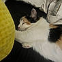 Susie is registered to the contest to win money with this photo: cat, calico, sleeping, paw, yellow_object, blanket, cushion, fur, indoor, resting, pet, cozy, closeup, whiskers, relaxed, animal, soft, cute, feline, black_background