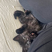 Mr Houdini joined the competition — help win amazing prizes! kitten, black_cat, paw_pads, lying_down, playful, green_eyes, person, black_clothing, fabric, bed, indoor, cute, pet, feline, resting, stretching, cozy, closeup, animal, soft