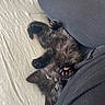 kitten, black_cat, paw_pads, lying_down, playful, green_eyes, person, black_clothing, fabric, bed, indoor, cute, pet, feline, resting, stretching, cozy, closeup, animal, soft