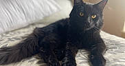 Mr Houdini is registered to the contest to win money with this photo: black_cat, cat, pet, animal, feline, bed, bedspread, indoor, resting, fur, whiskers, ears, eyes, paws, tail, cozy, light, window_light, domestic_cat, relaxed