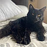 black_cat, cat, pet, animal, feline, bed, bedspread, indoor, resting, fur, whiskers, ears, eyes, paws, tail, cozy, light, window_light, domestic_cat, relaxed