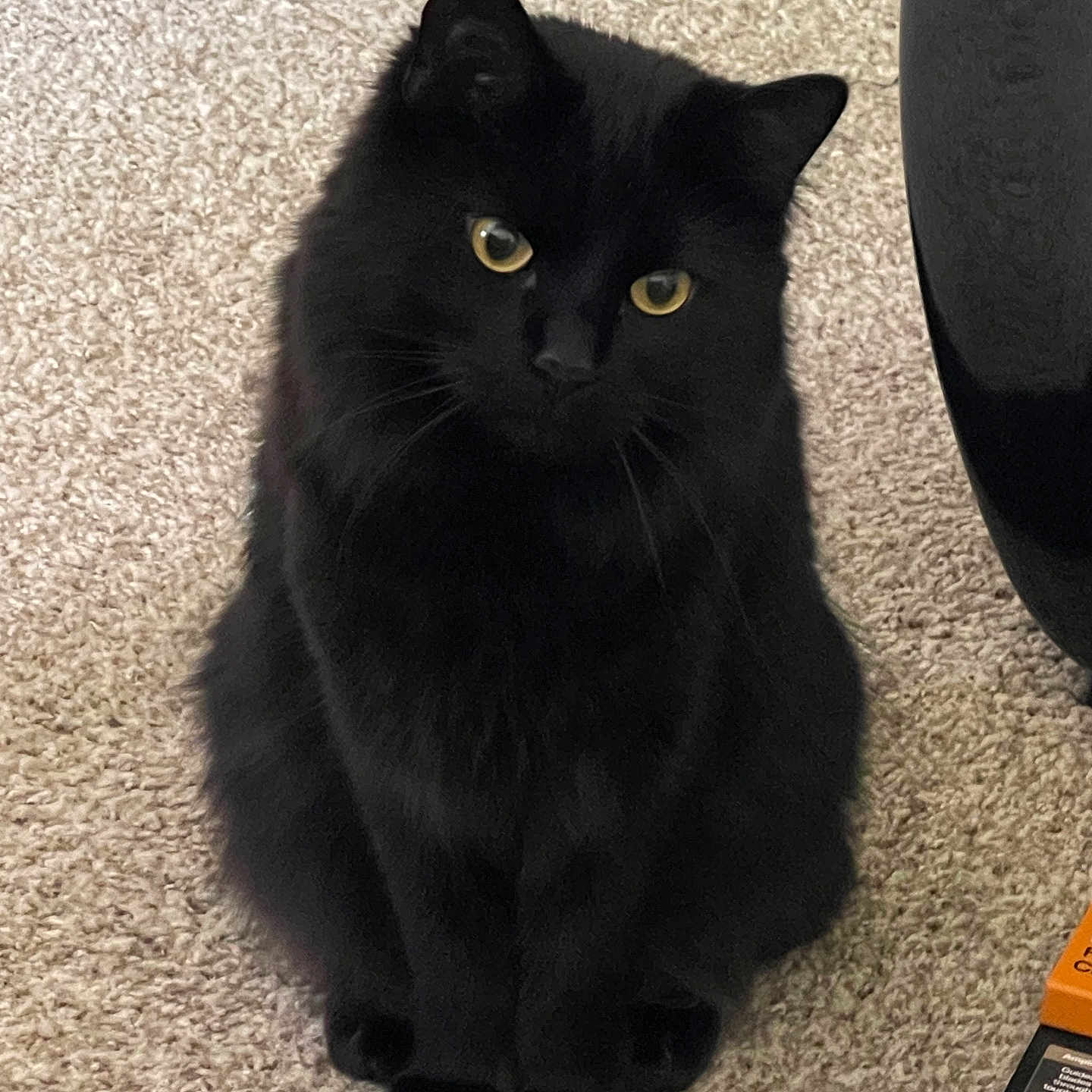 Mr Houdini joined the competition — help win amazing prizes! cat, black_cat, pet, animal, feline, sitting, carpet, indoor, yellow_eyes, fur, cute, domestic_animal, whiskers, paws, looking_up, curious, furry, portrait, household, furniture