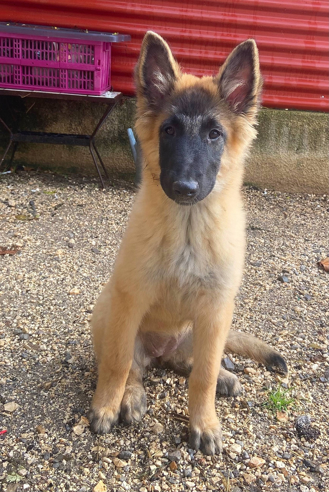 Shannel a rejoint le concours — aidez-le/la à gagner de superbes lots ! belgian_shepherd_malinois, carnivore, dog, dog_breed, east_european_shepherd, fawn, fur, german_shepherd_dog, herding_dog, king_shepherd, old_german_shepherd_dog, snout, sporting_group, terrestrial_animal, whiskers, wildlife, working_animal, working_dog