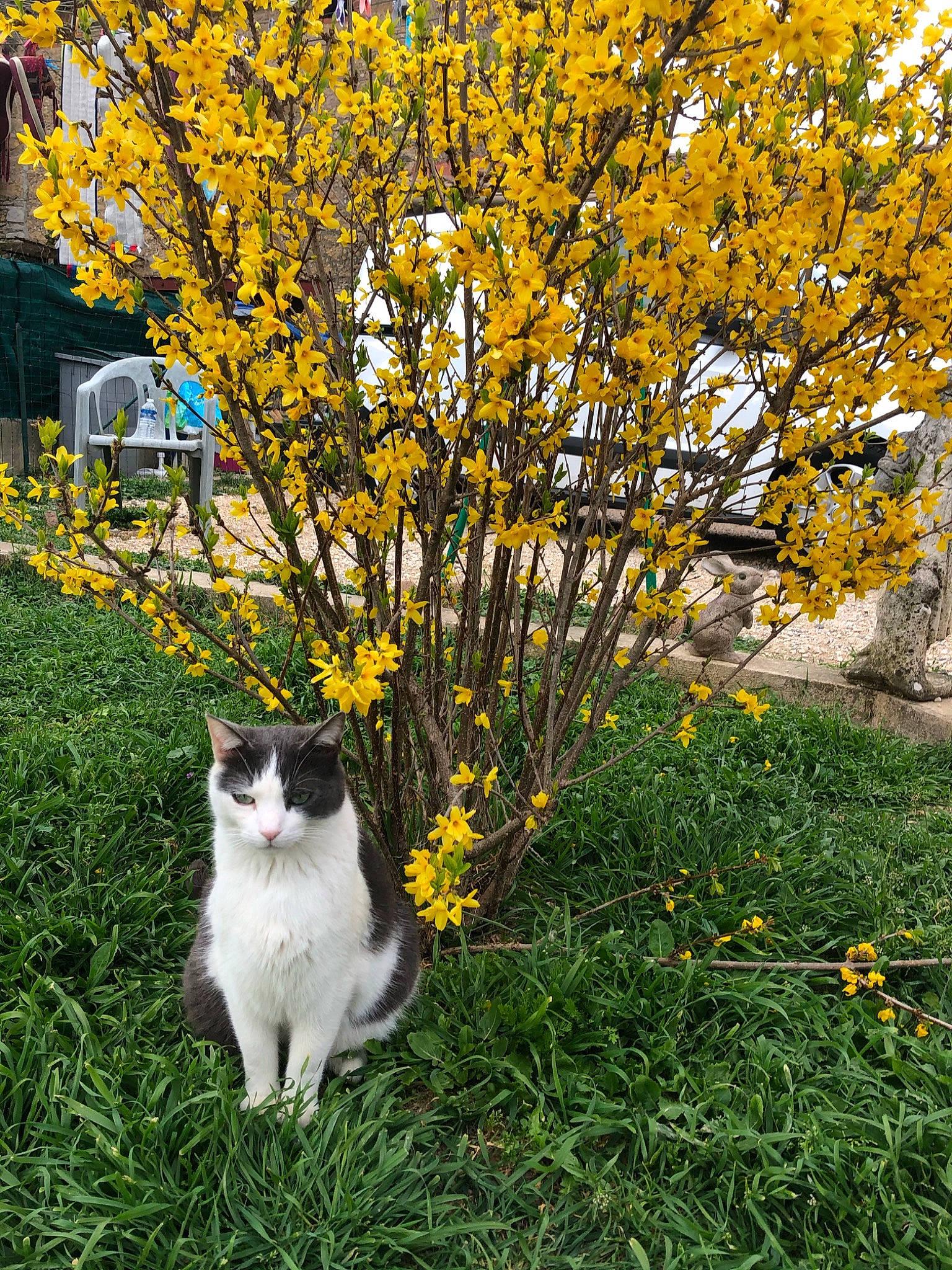 Apache a rejoint le concours — aidez-le/la à gagner de superbes lots ! carnivore, cat, deciduous, domestic_short_haired_cat, felidae, flower, grass, groundcover, landscape, lawn, leaf, natural_landscape, plant, shrub, small_to_medium_sized_cats, tail, tree, twig, whiskers, woody_plant