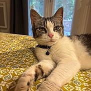 Tachette a rejoint le concours — aidez-le/la à gagner de superbes lots ! cat, indoor, bed, patterned_bedspread, white_fur, tabby_fur, green_eyes, collar, paw, stretching, relaxed, window, curtain, domestic_animal, pet, feline, closeup, resting, fur_texture, indoor_lighting