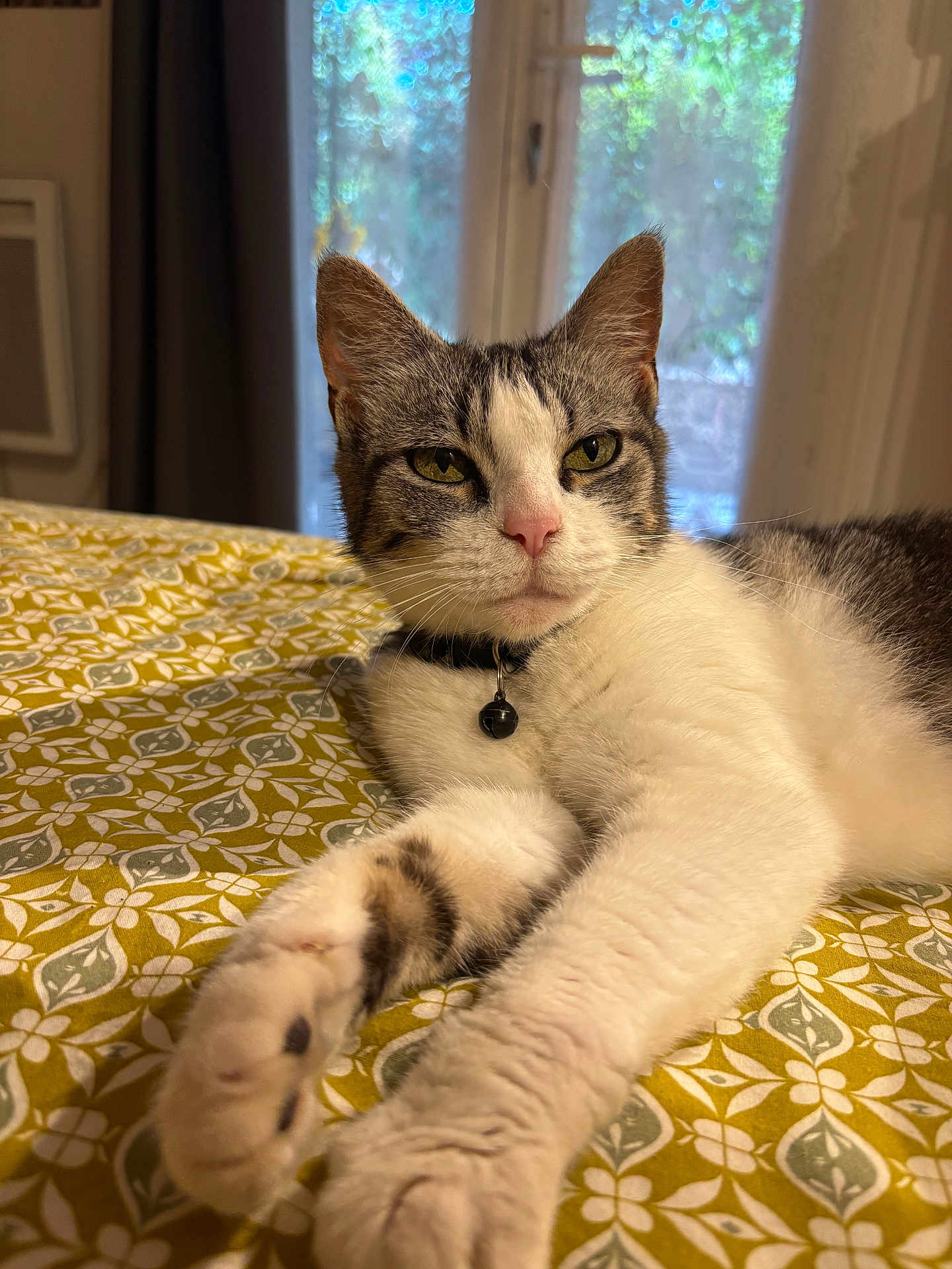 Tachette a rejoint le concours — aidez-le/la à gagner de superbes lots ! cat, indoor, bed, patterned_bedspread, white_fur, tabby_fur, green_eyes, collar, paw, stretching, relaxed, window, curtain, domestic_animal, pet, feline, closeup, resting, fur_texture, indoor_lighting