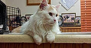 Keely joined the competition — help win amazing prizes! animal, blinds, cat, countertop, cozy, curious, domestic_cat, fluffy, furniture, ginger_cat, home, indoor, looking_away, pet, picture_frame, portrait, relaxed, white_cat, window, wood_paneling