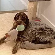 Opale participe au concours pour gagner de l'argent avec cette photo : animal, brown_dog, canine, comfort, cute, dog, domestic_animal, floor, flooring, home, indoor, laying_down, pet, pet_bed, plush_toy, relaxed, resting, shaggy_dog, toy, wall