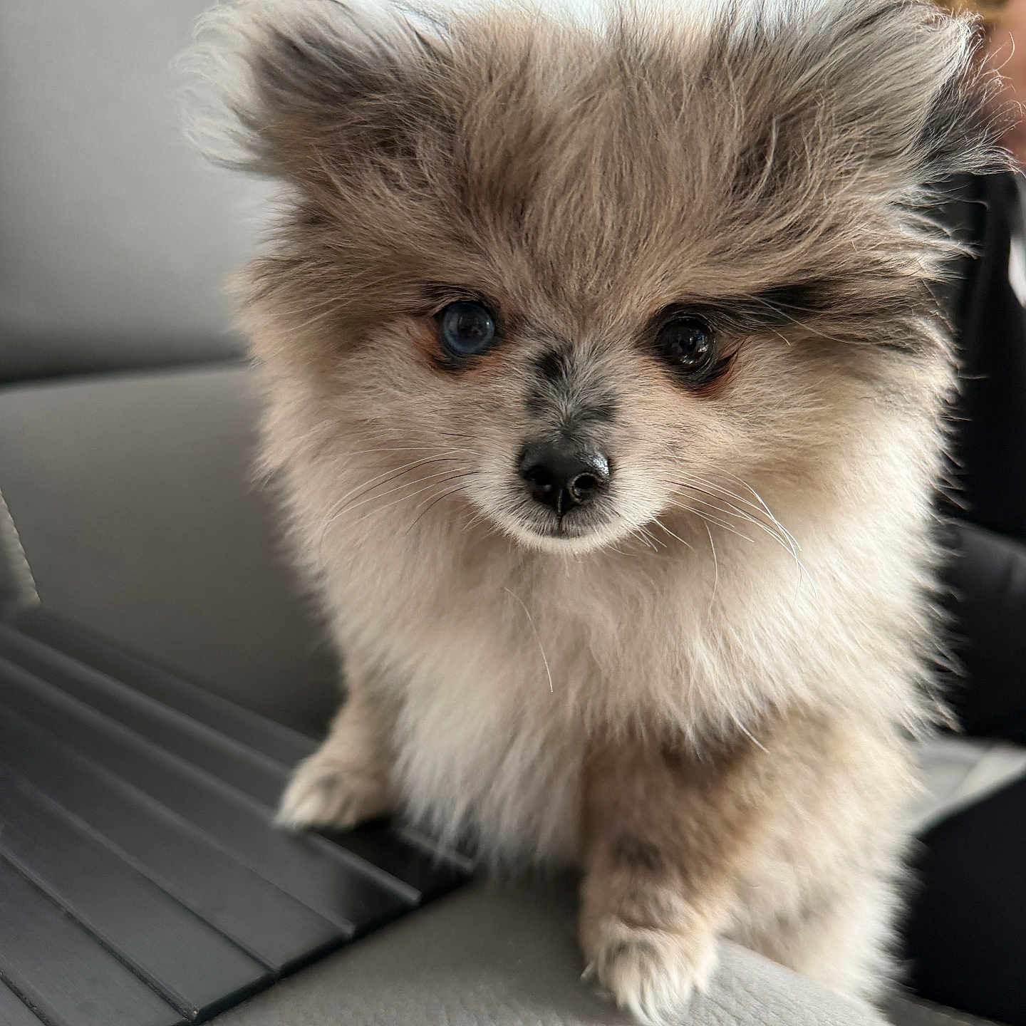 Aïka a rejoint le concours — aidez-le/la à gagner de superbes lots ! adorable, animal, close_up, curious, cute, dog, domestic_animal, ears, face, fluffy, fur, indoor, paw, pet, puppy, seated, small_dog, soft_light, whiskers, young