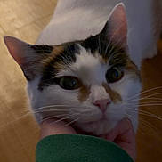 Annie is registered to the contest to win money with this photo: cat, calico_cat, pet, feline, close_up, whiskers, green_eyes, hand, human_hand, indoor, wooden_floor, fur, ears, nose, portrait, adorable, curious, chin_scratching, domestic_animal, paws