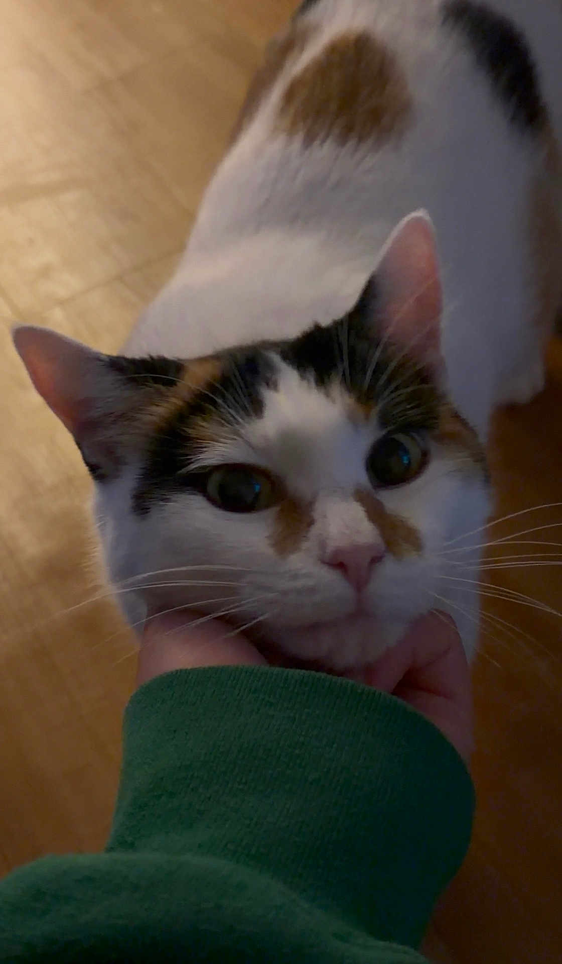 Annie is registered to the contest to win money with this photo: cat, calico_cat, pet, feline, close_up, whiskers, green_eyes, hand, human_hand, indoor, wooden_floor, fur, ears, nose, portrait, adorable, curious, chin_scratching, domestic_animal, paws