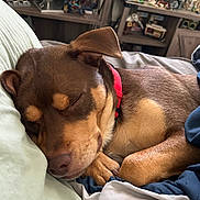 Thor joined the competition — help win amazing prizes! bed, blanket, brown_fur, close_up, collectibles, cozy, dog, domestic, fur_texture, indoors, miniatures, peaceful, pet, portrait, red_collar, relaxation, resting, shelf, sleeping, soft_light