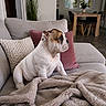 bulldog, puppy, dog, couch, blanket, pillow, living_room, indoor, furniture, plant, window, curtains, wooden_table, chairs, floor, pet, cozy, domestic, relaxed, side_view