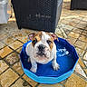 Riley participe au concours pour gagner de l'argent avec cette photo : bulldog, puppy, dog, blue_pool, water, wet, pet, outdoor, patio, tile_floor, wicker_chair, brown, white, cute, small, animal, looking_up, sitting, young, backyard