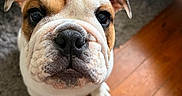 Riley participe au concours pour gagner de l'argent avec cette photo : english_bulldog, puppy, dog, close_up, pet, indoor, wooden_floor, curious, brown_and_white, fur, ears, cute, animal, portrait, looking_up, face, snout, floor, rug, furniture