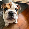 english_bulldog, puppy, dog, close_up, pet, indoor, wooden_floor, curious, brown_and_white, fur, ears, cute, animal, portrait, looking_up, face, snout, floor, rug, furniture