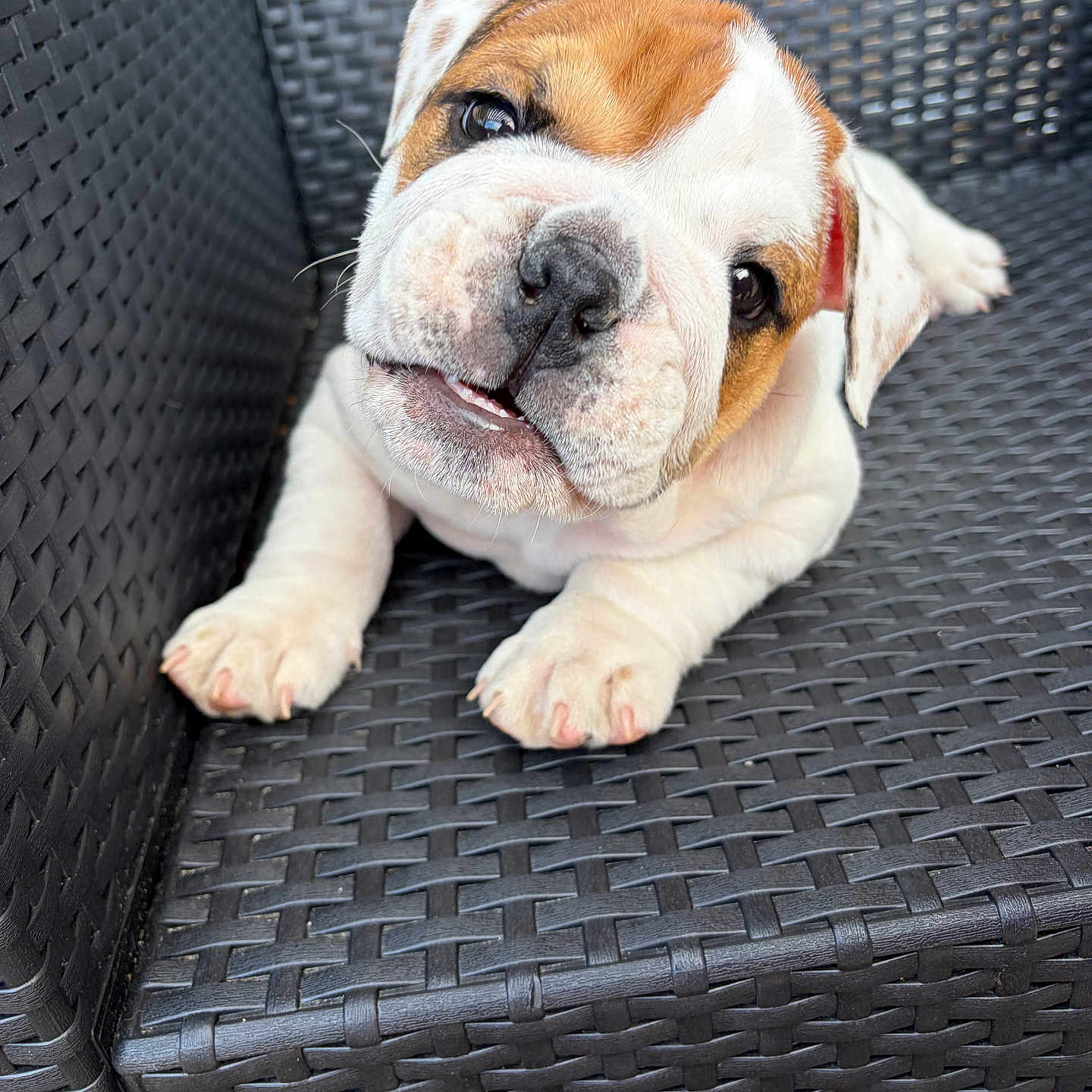 Riley a rejoint le concours — aidez-le/la à gagner de superbes lots ! bulldog, puppy, dog, pet, animal, outdoor, chair, woven, black, cute, head_tilt, looking_up, close_up, fur, paws, portrait, resting, young, adorable, companion
