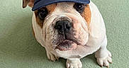 Riley participe au concours pour gagner de l'argent avec cette photo : adorable, animal, brown, bulldog, cap, carpet, cute, dog, ears, fur, hat, indoor, looking_up, pet, portrait, puppy, sitting, small, snout, white