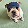 Riley participe au concours pour gagner de l'argent avec cette photo : bulldog, puppy, dog, hat, cap, pet, animal, carpet, indoor, cute, adorable, sitting, looking_up, portrait, fur, ears, snout, white, brown, small