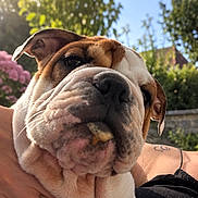Riley a rejoint le concours — aidez-le/la à gagner de superbes lots ! animal, blue_sky, bulldog, close_up, cute, dog, expression, flowers, greenery, hand, head, mammal, nature, outdoor, person, pet, portrait, summer, sunlight, wrinkles