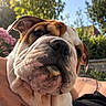 animal, blue_sky, bulldog, close_up, cute, dog, expression, flowers, greenery, hand, head, mammal, nature, outdoor, person, pet, portrait, summer, sunlight, wrinkles