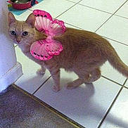 Piper Cummings joined the competition — help win amazing prizes!