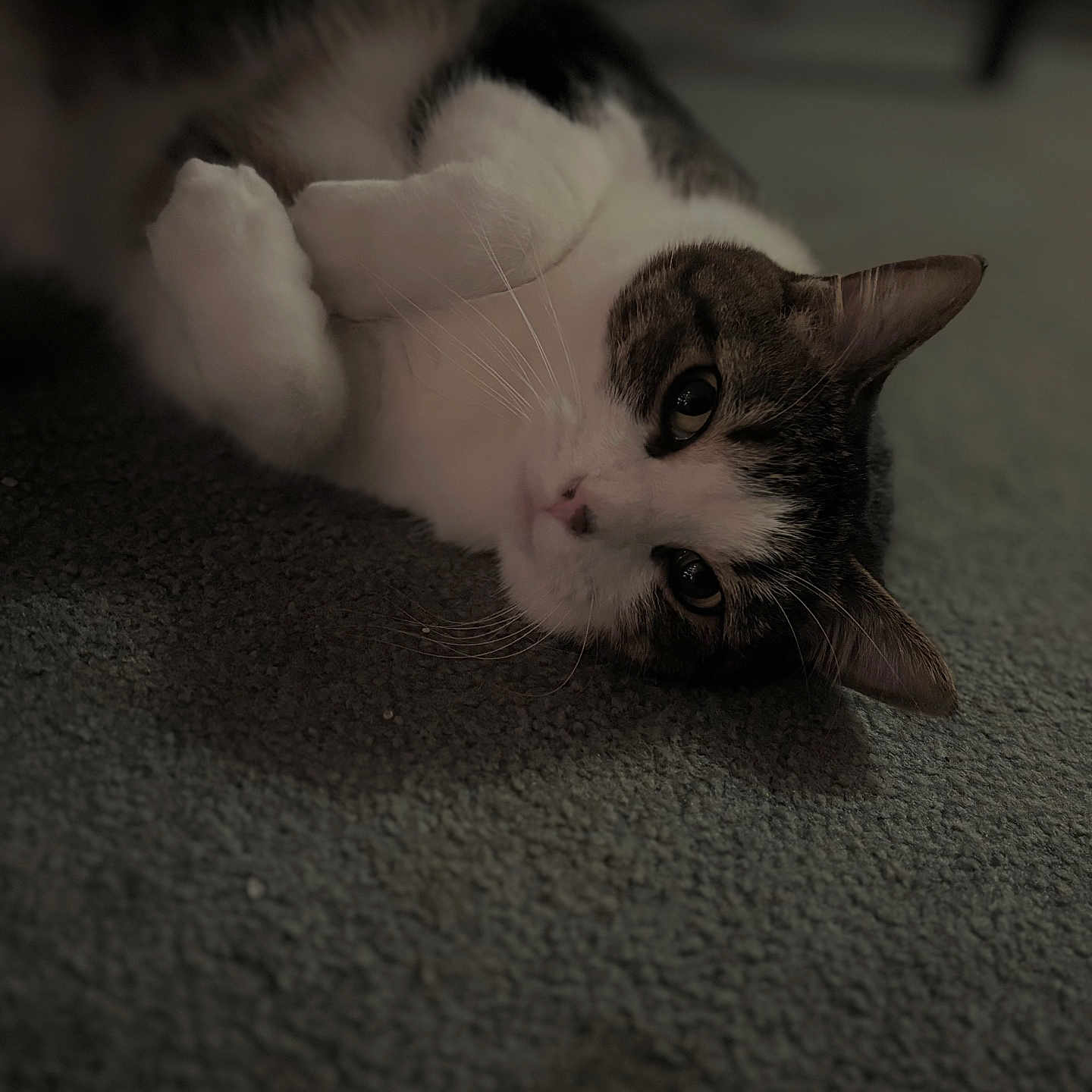 Cookie joined the competition — help win amazing prizes! abyssinian, animal, cat, hardwood, kitten, manx, pet, siamese, wood
