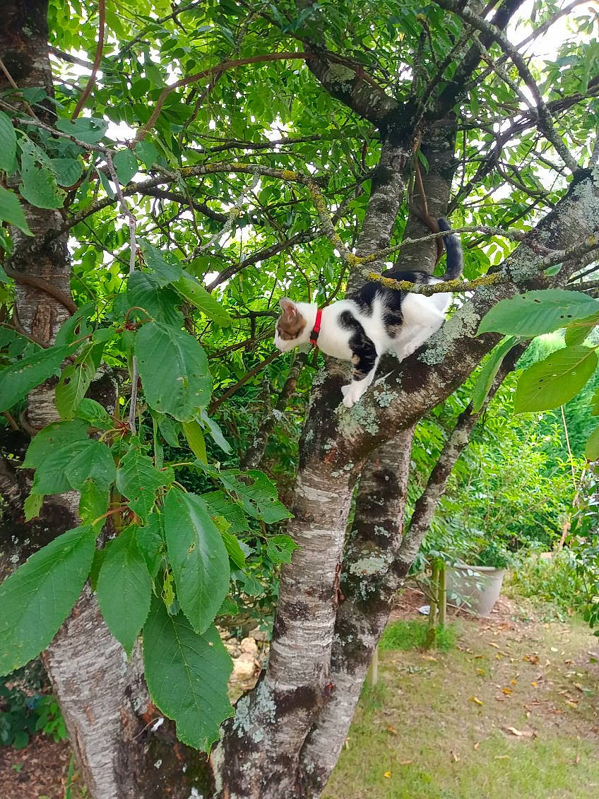 Choupi a rejoint le concours — aidez-le/la à gagner de superbes lots ! birch_family, carnivore, cat, felidae, flowering_plant, forest, fur, grass, groundcover, jungle, plant, plant_stem, small_to_medium_sized_cats, tail, terrestrial_animal, terrestrial_plant, tree, trunk, twig, wildlife