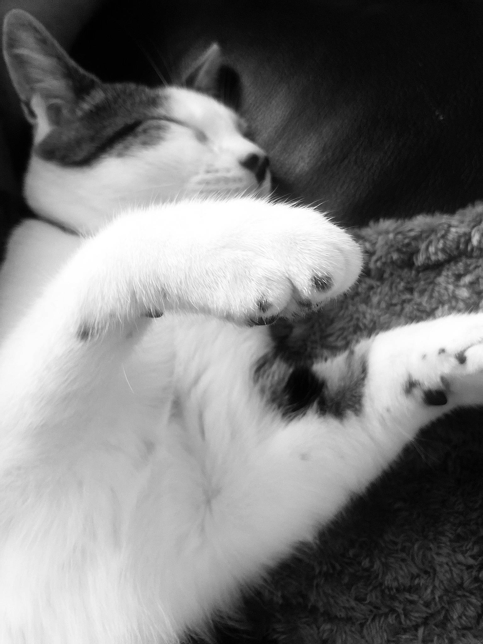 Choupi a rejoint le concours — aidez-le/la à gagner de superbes lots ! carnivore, cat, claw, cloud, comfort, darkness, domestic_short_haired_cat, felidae, fur, mammal, monochrome, monochrome_photography, nap, paw, sky, small_to_medium_sized_cats, snout, tail, vertebrate, whiskers