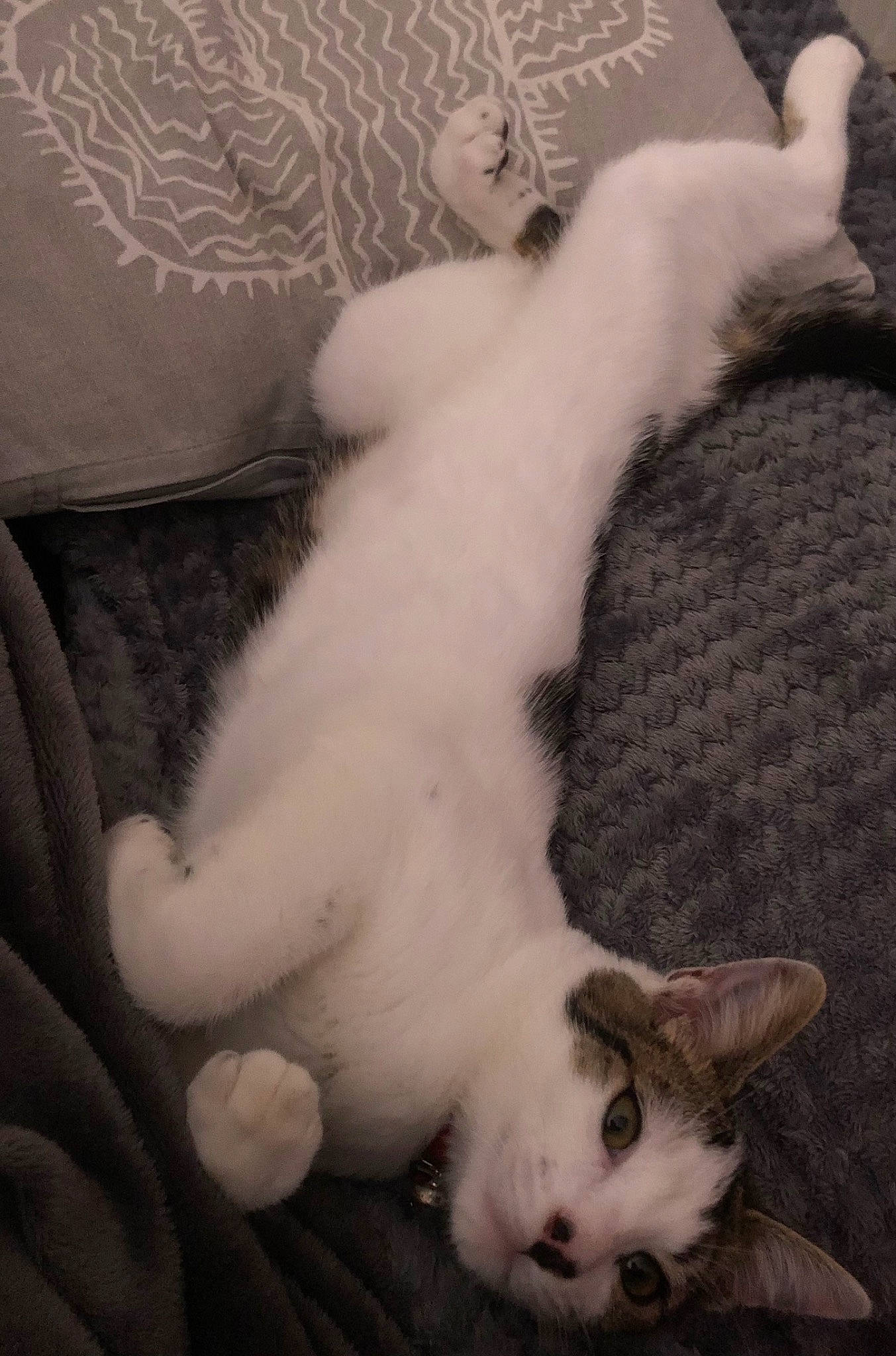 Choupi participe au concours pour gagner de l'argent avec cette photo : carnivore, cat, claw, comfort, domestic_short_haired_cat, fawn, felidae, fur, monochrome, monochrome_photography, nap, paw, small_to_medium_sized_cats, snout, tail, whiskers, white