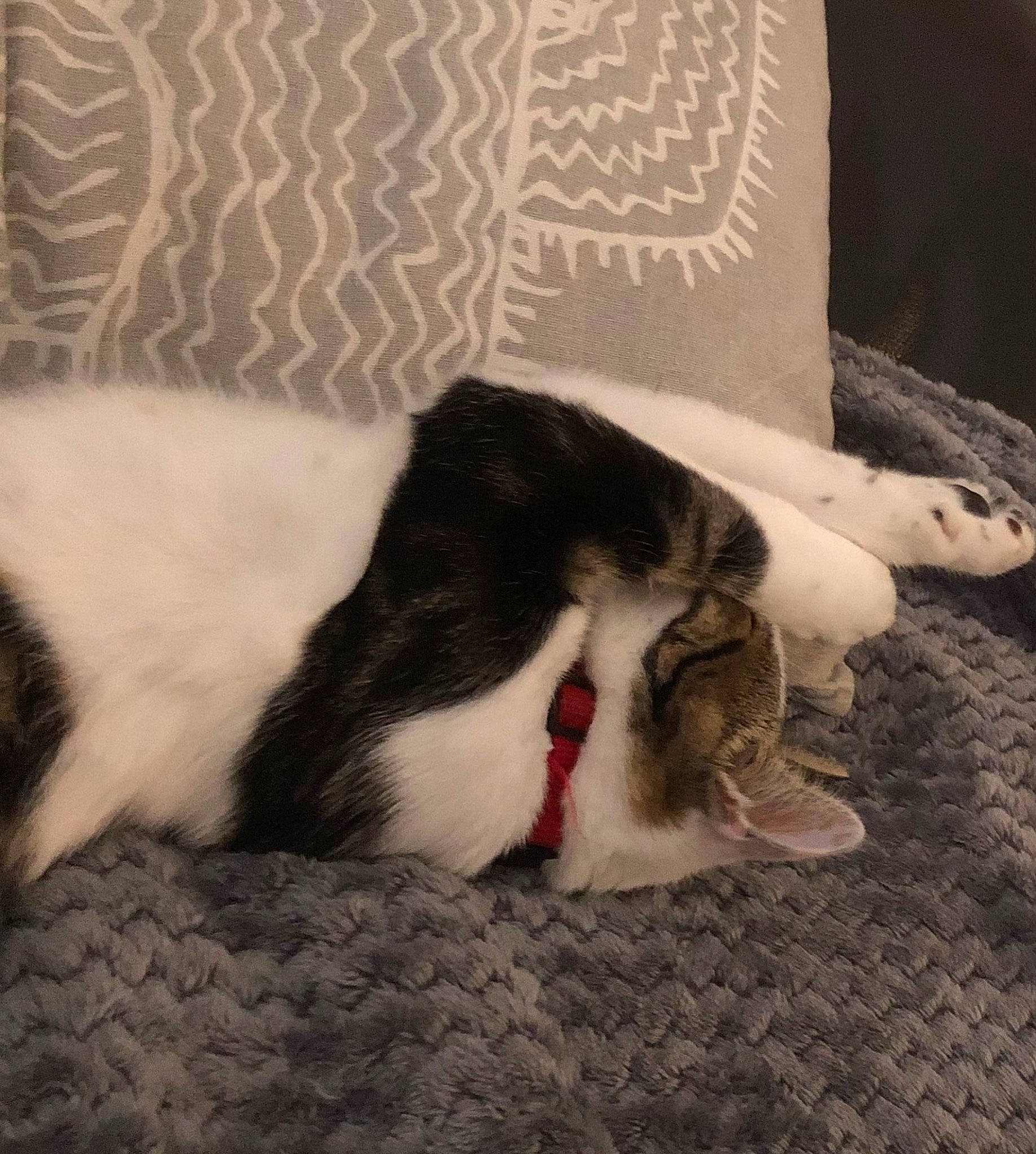 Choupi a rejoint le concours — aidez-le/la à gagner de superbes lots ! canidae, carmine, carnivore, cat, cloud, comfort, couch, domestic_short_haired_cat, felidae, flooring, fur, linens, nap, paw, sky, small_to_medium_sized_cats, snout, tail, whiskers, wood