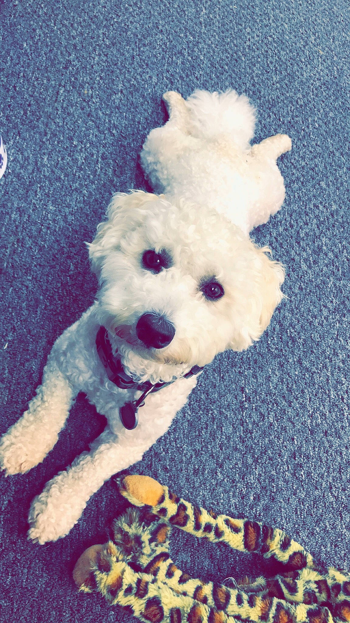 Stanley joined the competition — help win amazing prizes! bichon, bolognese, bolonka, canidae, carnivore, cockapoo, companion_dog, dog, dog_breed, havanese, maltepoo, maltese, non_sporting_group, puppy, rare_breed_dog, schnoodle, terrier, toy_dog, toy_poodle, west_highland_white_terrier