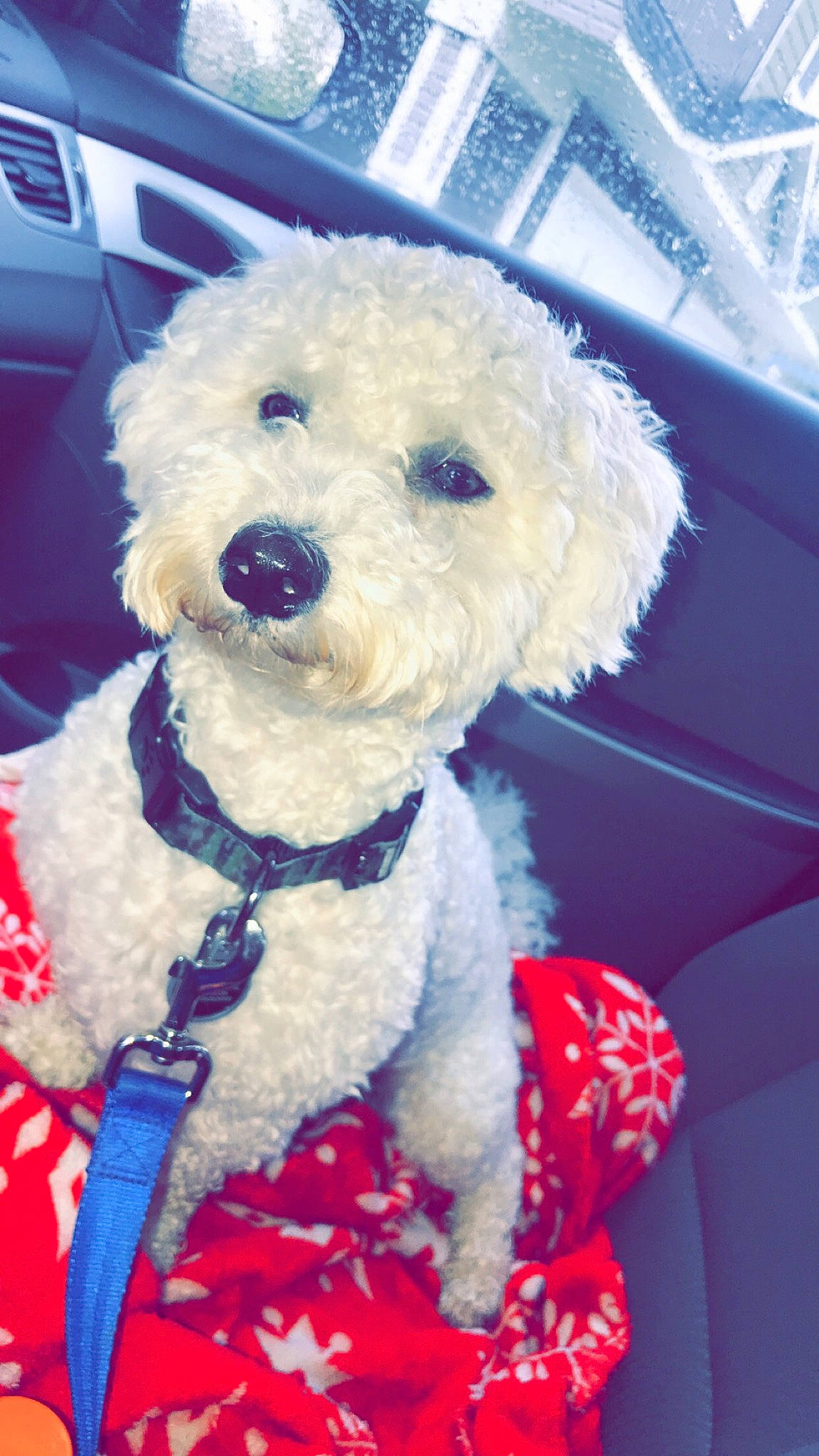 Stanley joined the competition — help win amazing prizes! bichon, bichon_frise, bolognese, canidae, carnivore, companion_dog, dog, dog_breed, maltepoo, maltese, mammal, miniature_poodle, non_sporting_group, poodle, puppy, schnoodle, snout, toy_dog, toy_poodle, vertebrate