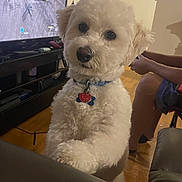 Snowy is registered to the contest to win money with this photo: dog, white_dog, fluffy, curly_fur, pet, animal, portrait, indoors, living_room, television, video_game, collar, dog_tag, sitting, staring, cute, wood_floor, furniture, human, home