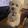 dog, white_dog, fluffy, curly_fur, pet, animal, portrait, indoors, living_room, television, video_game, collar, dog_tag, sitting, staring, cute, wood_floor, furniture, human, home