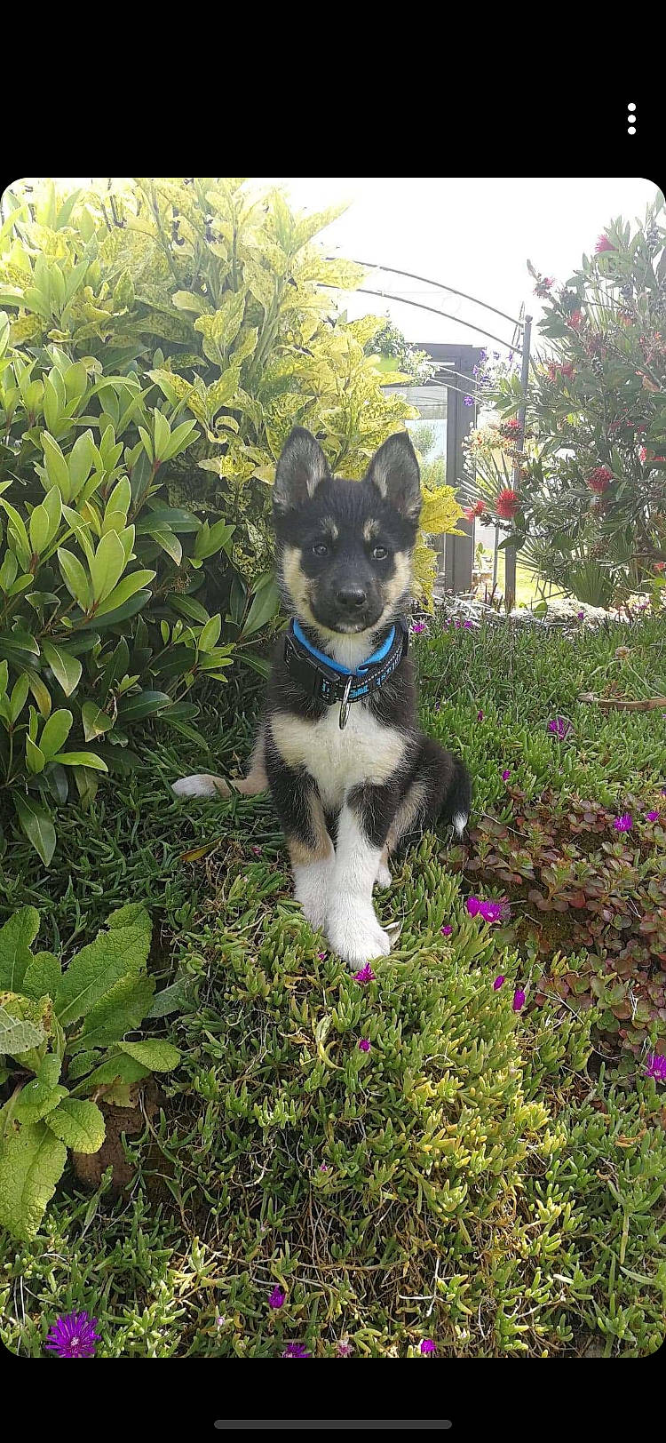 Pouff participe au concours pour gagner de l'argent avec cette photo : art, carnivore, companion_dog, dog, dog_breed, fawn, felidae, flower, grass, groundcover, leaf, plant, shrub, sky, sporting_group, tail, tree, vegetation, whiskers, working_animal