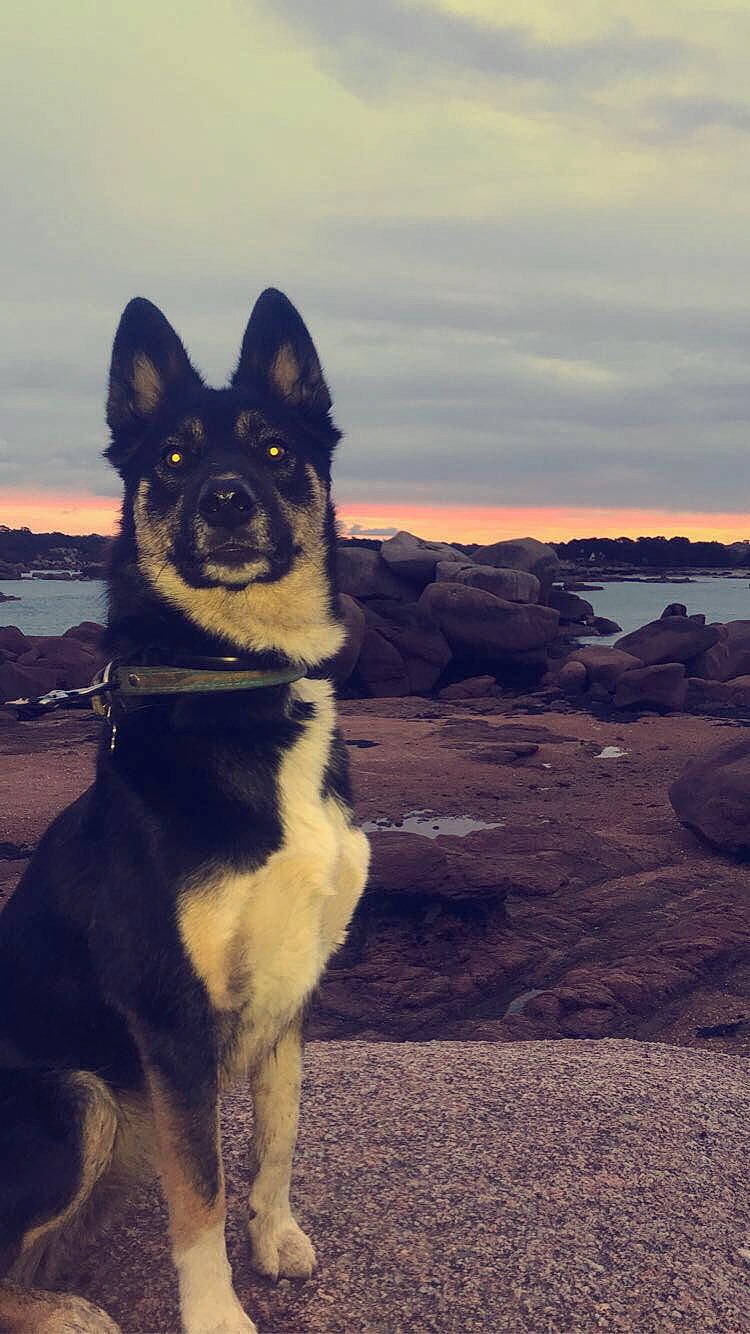 Pouff participe au concours pour gagner de l'argent avec cette photo : canidae, carnivore, cloud, companion_dog, dog, dog_breed, dog_collar, evening, fur, herding_dog, landscape, ocean, rock, sky, snout, sporting_group, tail, water, working_animal, working_dog
