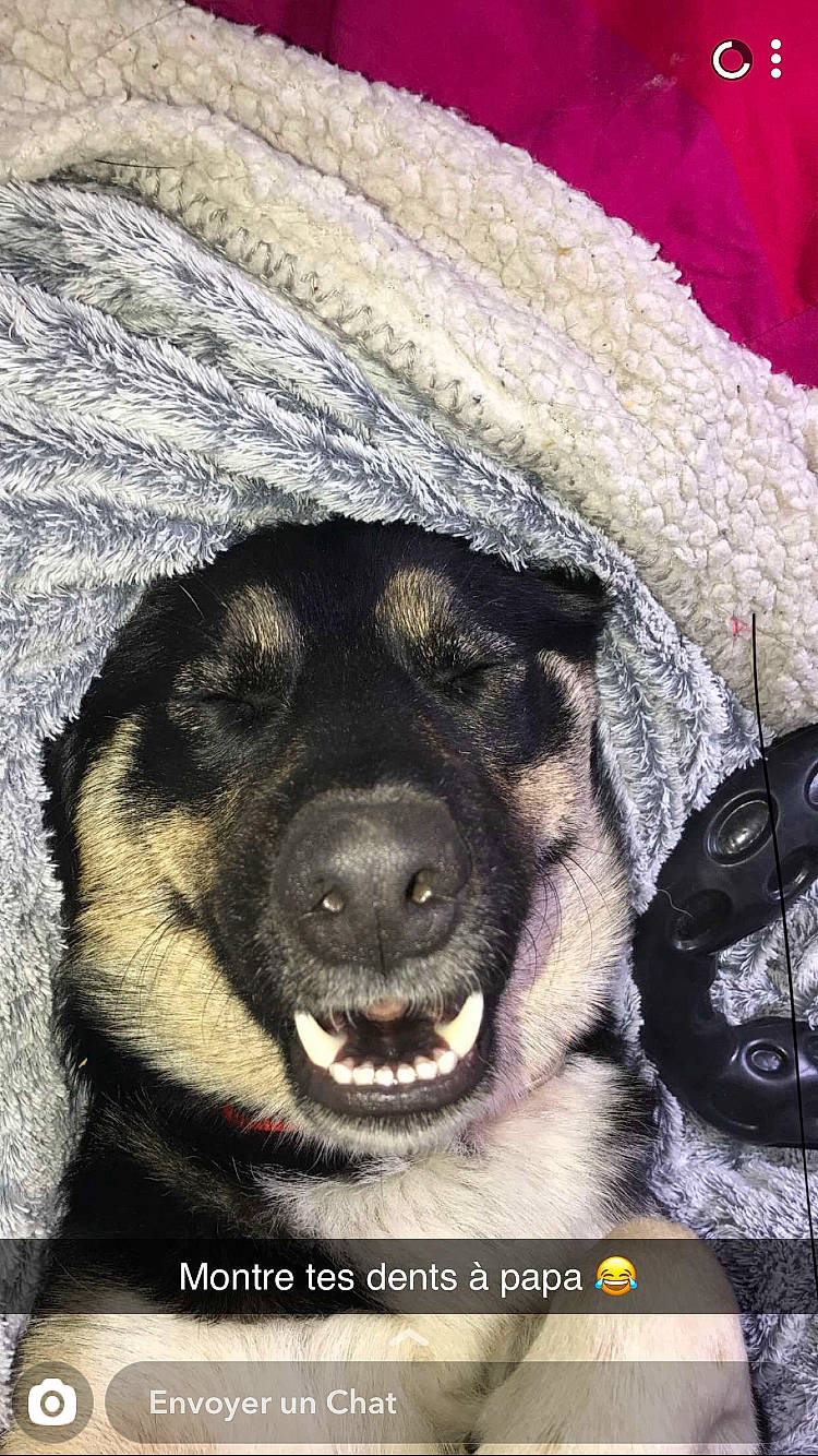 Pouff a rejoint le concours — aidez-le/la à gagner de superbes lots ! canidae, cap, carnivore, companion_dog, dog, dog_breed, fang, fur, guard_dog, paw, snout, sporting_group, terrestrial_animal, whiskers, woolen, working_animal, working_dog