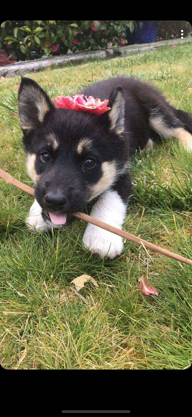 Pouff a rejoint le concours — aidez-le/la à gagner de superbes lots ! canidae, carnivore, collar, companion_dog, dog, dog_breed, dog_collar, dog_supply, eye, fashion_accessory, grass, herding_dog, leash, paw, plant, snout, sporting_group, tail, working_animal, working_dog