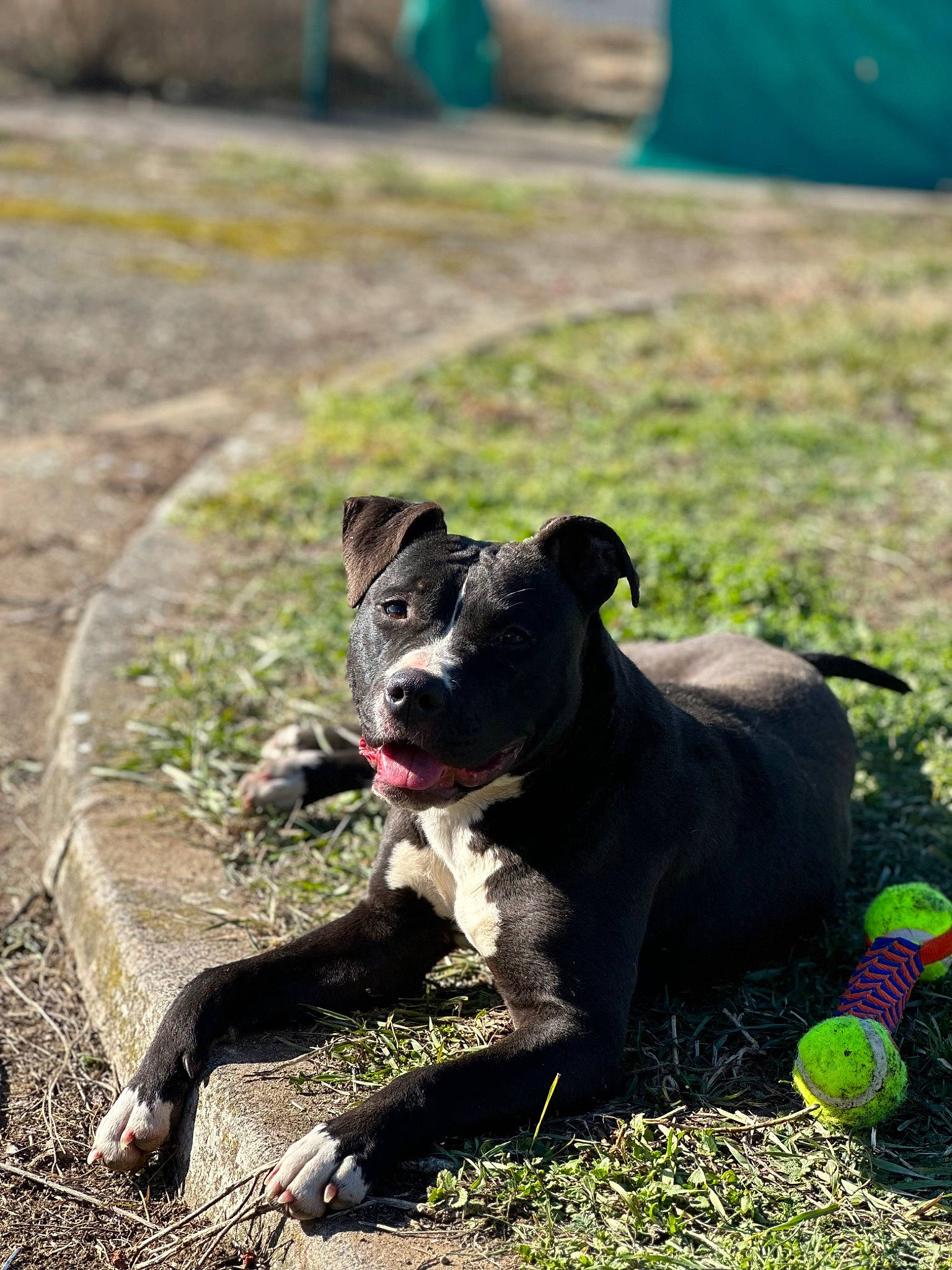 Texas a rejoint le concours — aidez-le/la à gagner de superbes lots ! adventure, art, boston_terrier, canidae, carnivore, companion_dog, dog, dog_breed, fawn, grass, green, guard_dog, plant, snout, soil, sporting_group, tail, tent, terrestrial_animal, working_animal