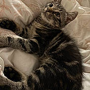 Blake joined the competition — help win amazing prizes! cat, kitten, tabby, fur, whiskers, bed, blanket, pattern, curious, cute, pet, animal, domestic, relaxed, lying_down, soft, indoor, young, feline, paws