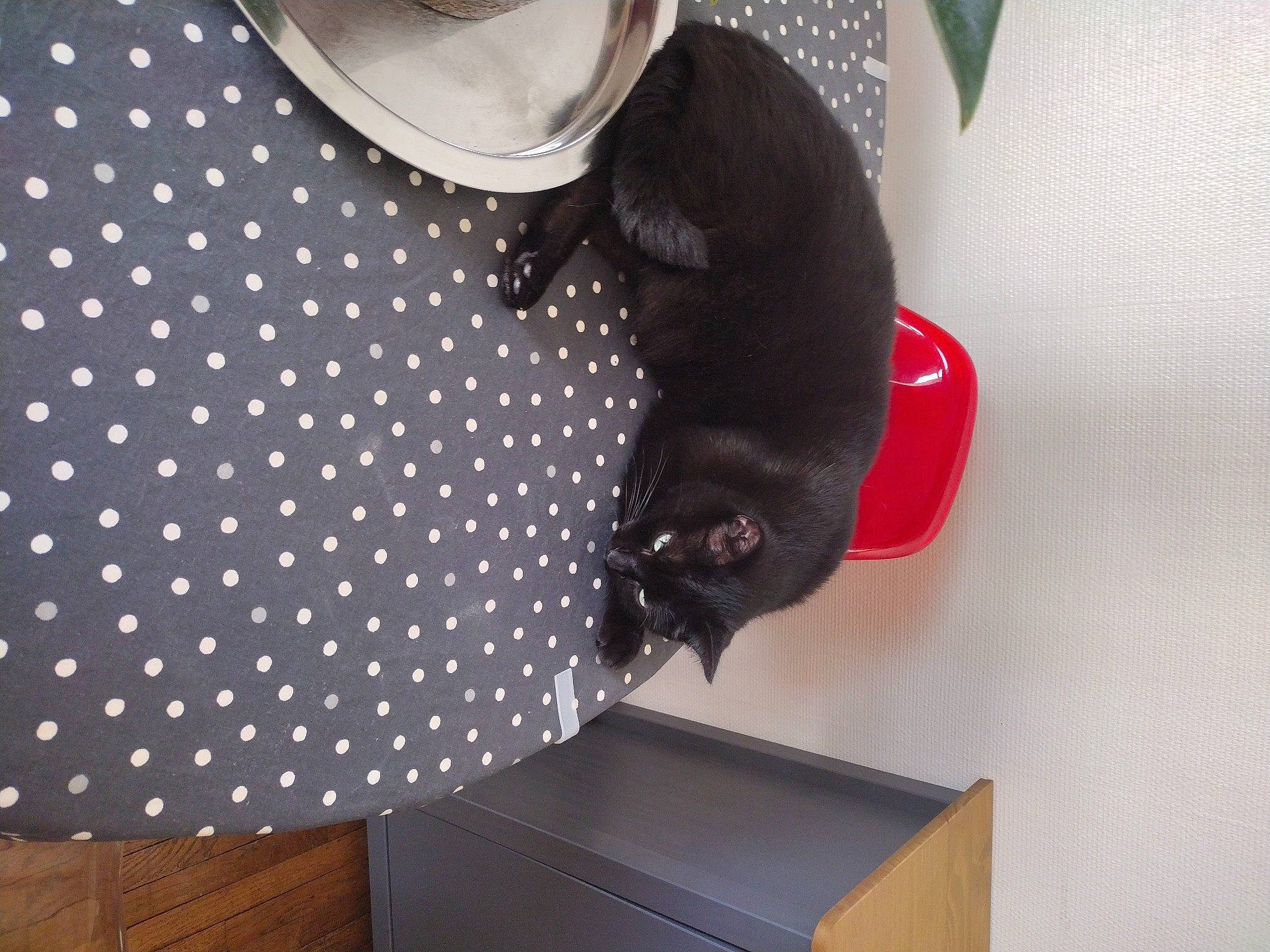 Mam' participe au concours pour gagner de l'argent avec cette photo : circle, costume_hat, cowboy_hat, fashion_accessory, fedora, felidae, font, fur, hat, headgear, linens, pattern, plaid, room, sleeve, small_to_medium_sized_cats, sun_hat, sunglasses, tartan, waist