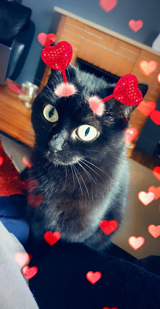 Mam' a rejoint le concours — aidez-le/la à gagner de superbes lots ! black_cat, box, carnivore, cat, domestic_short_haired_cat, event, fawn, felidae, fur, holiday, lap, paw, red, small_to_medium_sized_cats, snout, tail, whiskers