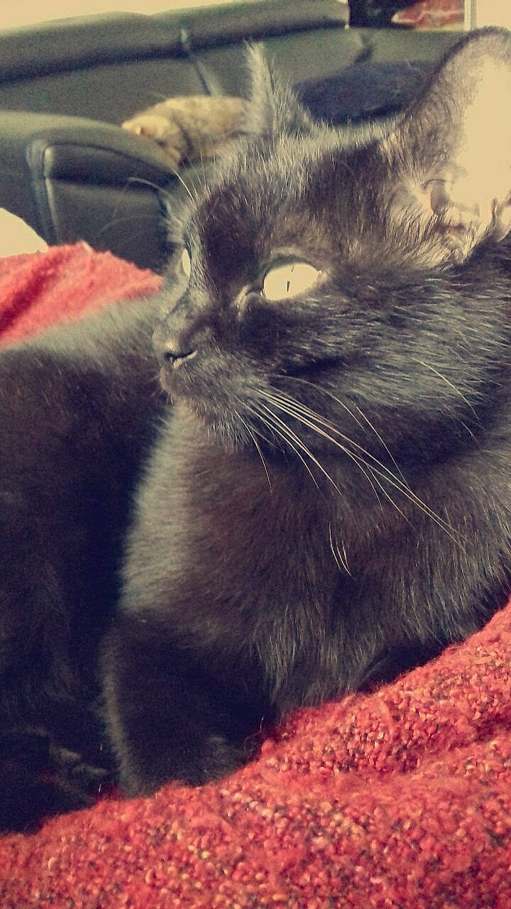 Mam' a rejoint le concours — aidez-le/la à gagner de superbes lots ! black_cat, carnivore, cat, claw, cloud, comfort, domestic_short_haired_cat, electric_blue, eye, felidae, fur, grey, hair, head, meteorological_phenomenon, paw, small_to_medium_sized_cats, snout, tail, whiskers