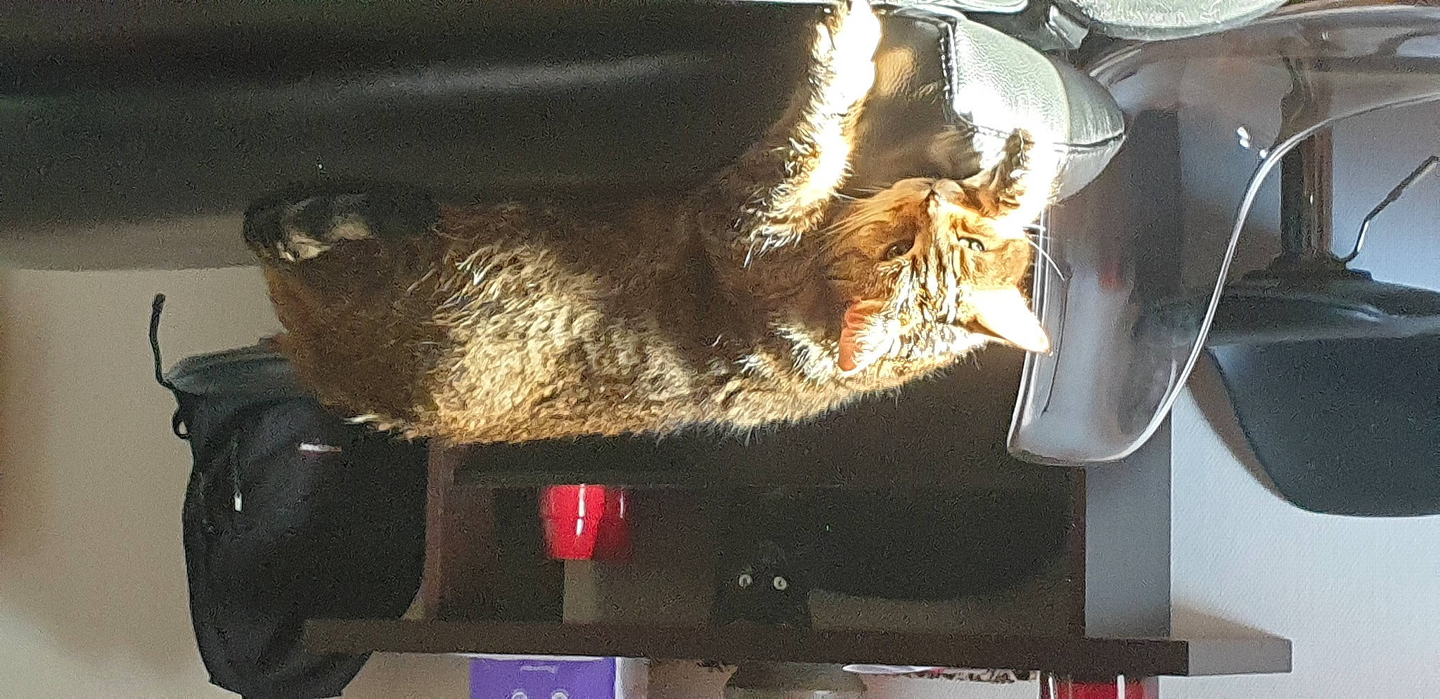 Mam' participe au concours pour gagner de l'argent avec cette photo : auto_part, automotive_exterior, automotive_lighting, big_cats, bumper, carnivore, claw, felidae, fur, heat, hood, jaw, motor_vehicle, small_to_medium_sized_cats, snout, tail, vehicle, vehicle_door, whiskers, windshield