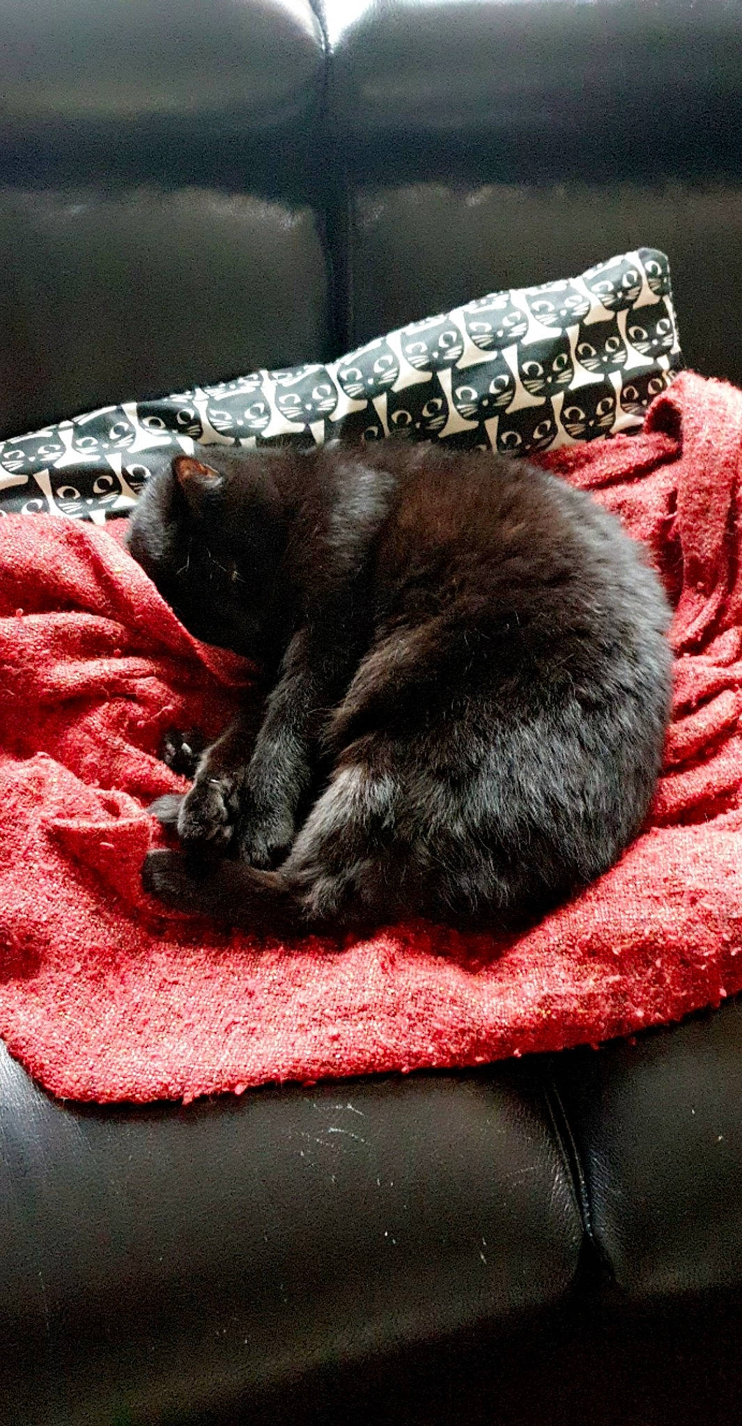 Mam' participe au concours pour gagner de l'argent avec cette photo : black_cat, canidae, carmine, carnivore, cat, cat_bed, cat_supply, claw, comfort, domestic_short_haired_cat, felidae, fur, grey, linens, nap, small_to_medium_sized_cats, tail, vertebrate, whiskers, wool