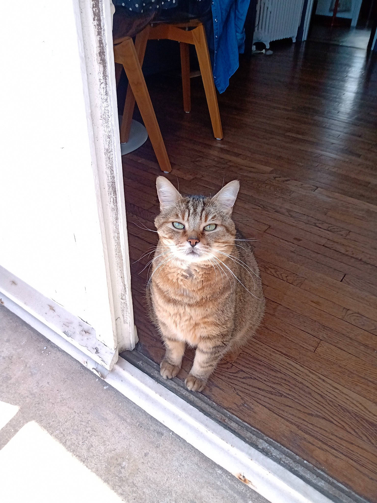 Pancake participe au concours pour gagner de l'argent avec cette photo : carnivore, cat, domestic_short_haired_cat, door, fawn, felidae, floor, flooring, fur, grey, hardwood, plant, road_surface, small_to_medium_sized_cats, snout, tail, whiskers, window, wood, wood_stain
